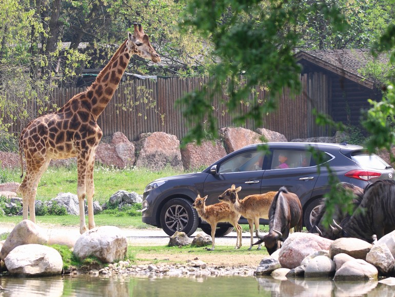 Safari Zoo Lake Garda